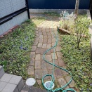 2026春の訪れ2（ツルニチソウ）