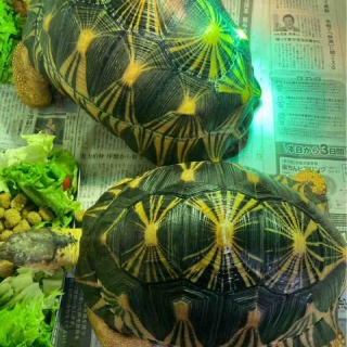大型熱帯魚屋  ZEEBRA