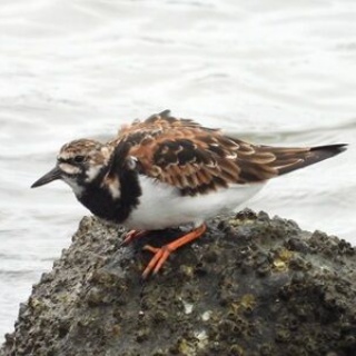 Tokyo_wildbirdpark_blog