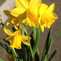 15年03月日 カムとキクタンの大満足時代