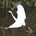 野鳥の観察を都内で