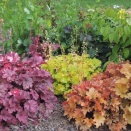 現代住宅植栽考・改訂版　第64回