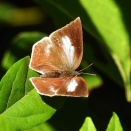 11月14日の昆虫観察　豊橋市今橋