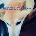 ２匹の仲