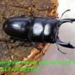 ブリーディングブログ