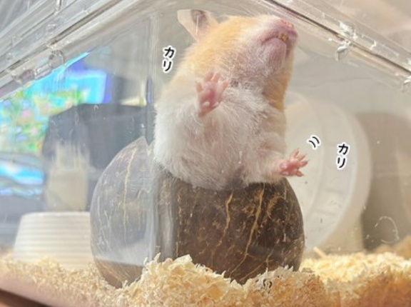 今日のプリン(10/30追記)