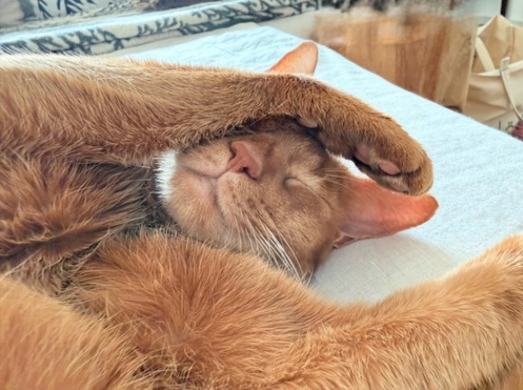 隣でスヤスヤ寝ているひめちゃんを撮りまくる…