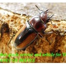 〇P.エステーラ＼(^o^)／