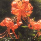 『鬼百合』の画像