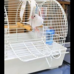 白文鳥のぴーちゃんの記録