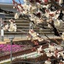 春の訪れを告げる花