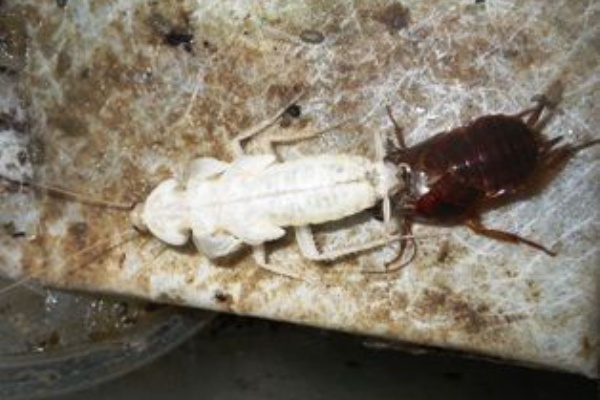 白 虫捕りたちのつぶやき