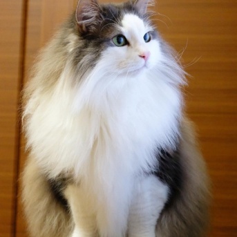 令和８年８月８日　世界猫の日