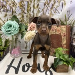 ペットショップ ワンラブ カインズ前橋小島田店スタッフブログ