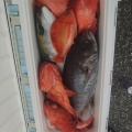 釣果情報
