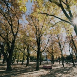 『2025.11『岡山県総合ｸﾞﾗｳﾝﾄﾞの紅葉🍂❷』岡山市北区いずみ町』の画像