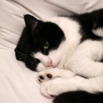 英国つれづれ日記