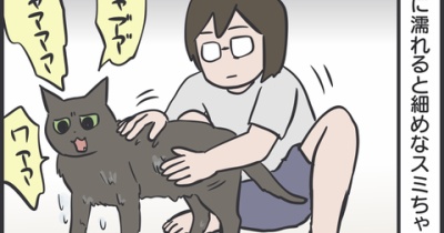 猫たちをお風呂に入れたら…