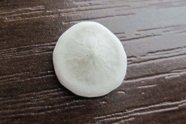 海洋生物図鑑（仮） - ウニ綱タコノマクラ目