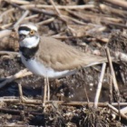 『令和6(2024)年3月22日の鳥さん Vol.3　国分川で野鳥の観察･撮影 紙敷川には結構な数のコチドリたち!!』の画像