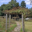 創るバラの文化