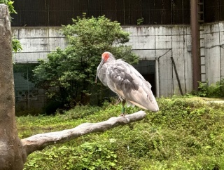 ５月末本州で初めて羽咋で放鳥されたトキはいしかわ動物園でも見ることができます！園内レストランサニーでランチカレー