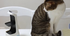 猫型配膳ロボットと猫。