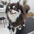 うるま店 トリミング🐶✂️
