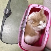 子猫の頃に使っていたものの話と見事な排雪風景