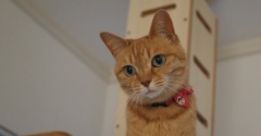 キャットタワーの猫