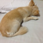 やすとみるくとがぜっとと…