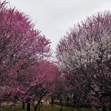 『小雨の越谷梅林公園 梅祭り2015』の画像