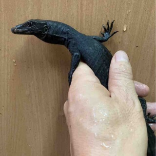 大型熱帯魚屋  ZEEBRA