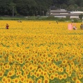 益子のひまわり畑、ついでの根本山