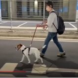 『リードワーク　リードさばき　を定義しつつリードを負の強化子としてではなく扱える技を目指します』の画像