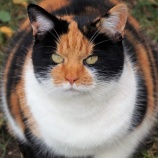 『センフォース！センフォース！』の画像