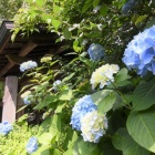 『明月院ブルー　３　山門に寄りそう』の画像