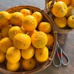 ボーシュマン日記