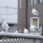 ヨウコの川歩き
