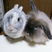 16年11月 さくらとももこ