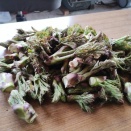 タラノメメモ　2026