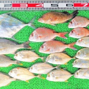 2025年12月4日　釣果