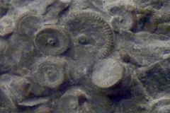 【驚愕】現在の仮説が全て覆される可能性が？カムチャッカ半島で4億年前の機械装置が見つかる