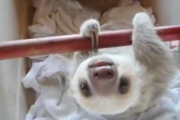 動物 ナマケモノの赤ちゃんが可愛いすぎる件 エンタメサプリネーターメイド 面白ニュース処方箋
