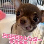 Go forward! forわんDog