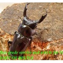 〇ラスト1ペア！メトクD.ウォード＼(^o^)／