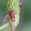 ダケカンバに依存するカメムシ類