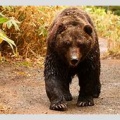 【社会】人の食べ物に執着か　ごみ箱あさるヒグマ相次ぐ---北海道福島町