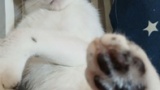 【悲報】ワイんちの猫、知らんおっさんが来るとすぐ隠れてしまう…（※画像あり）