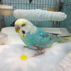 PBFDそらちゃんと☆あむしろインコ日記☆